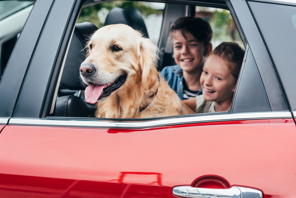 children and a dog in car