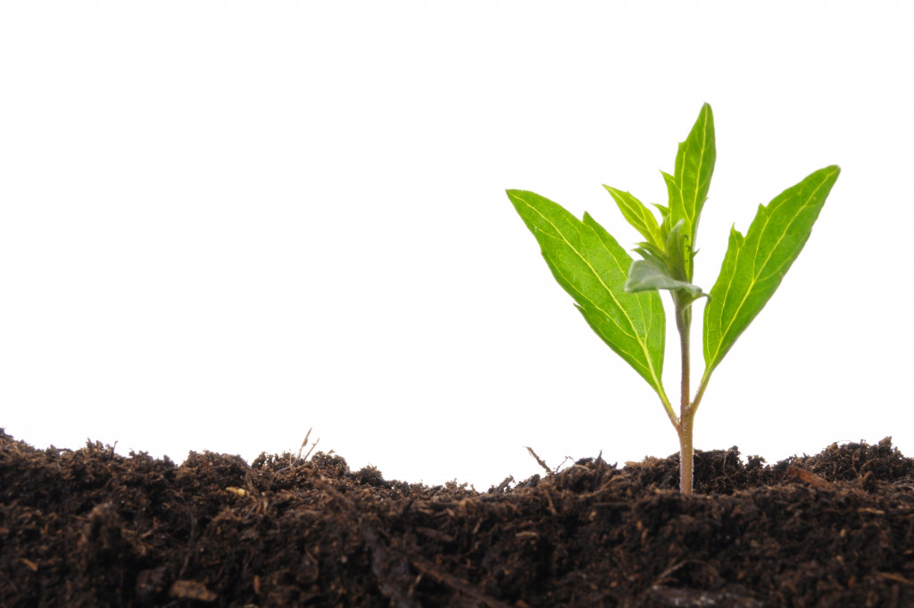 A seedling on soil