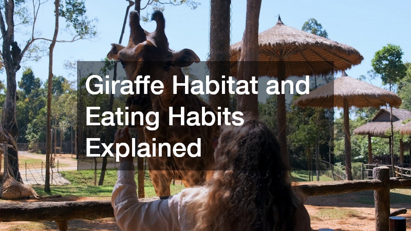 Giraffe Habitat and Eating Habits Explained